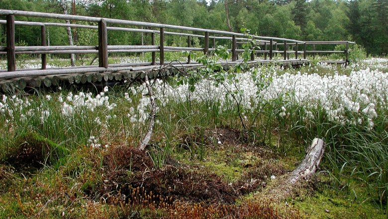 Prügelsteg zur Wollgrasreife - Naturpark Heidenreichstein, © Naturpark Heidenreichsteiner Moor