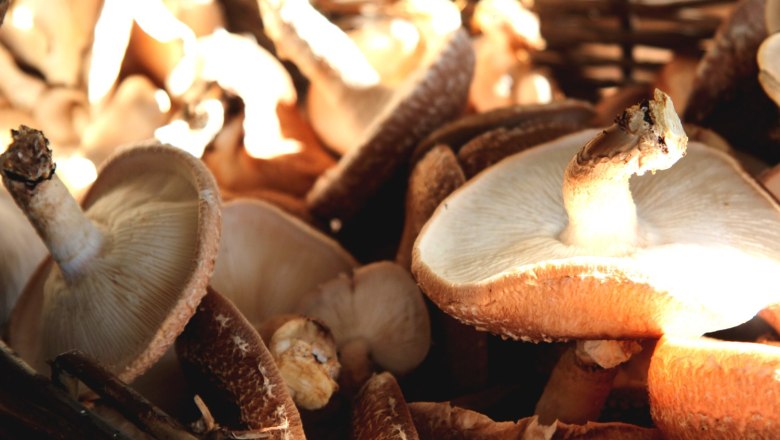 Nahaufnahme von Pilzen in einem Korb, beleuchtet von Sonnenlicht.