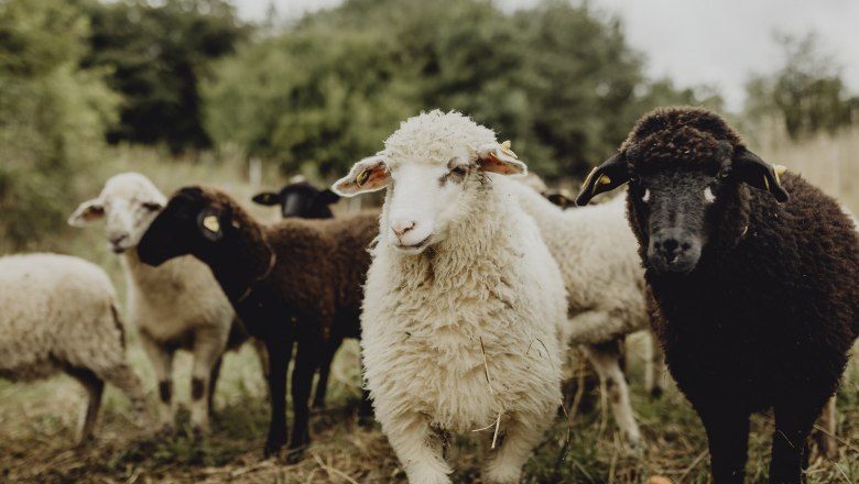 Wo sich Gäste und Schafe wohlfühlen, © Niederösterreich Werbung/Sophie Menegaldo