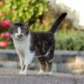 Eine getigerte Katze mit weißen Pfoten und Brust steht auf einem Weg im Freien.