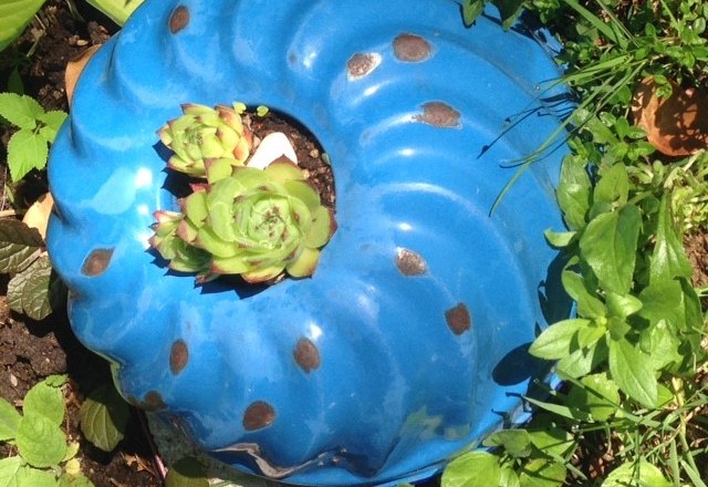 Ein alter blauer Gugelhupf-Backform dient als Pflanzgefäß für Sukkulenten in einem Garten.