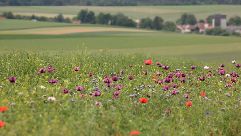 Mohnblumen Pernegg, © Krobath Barbara