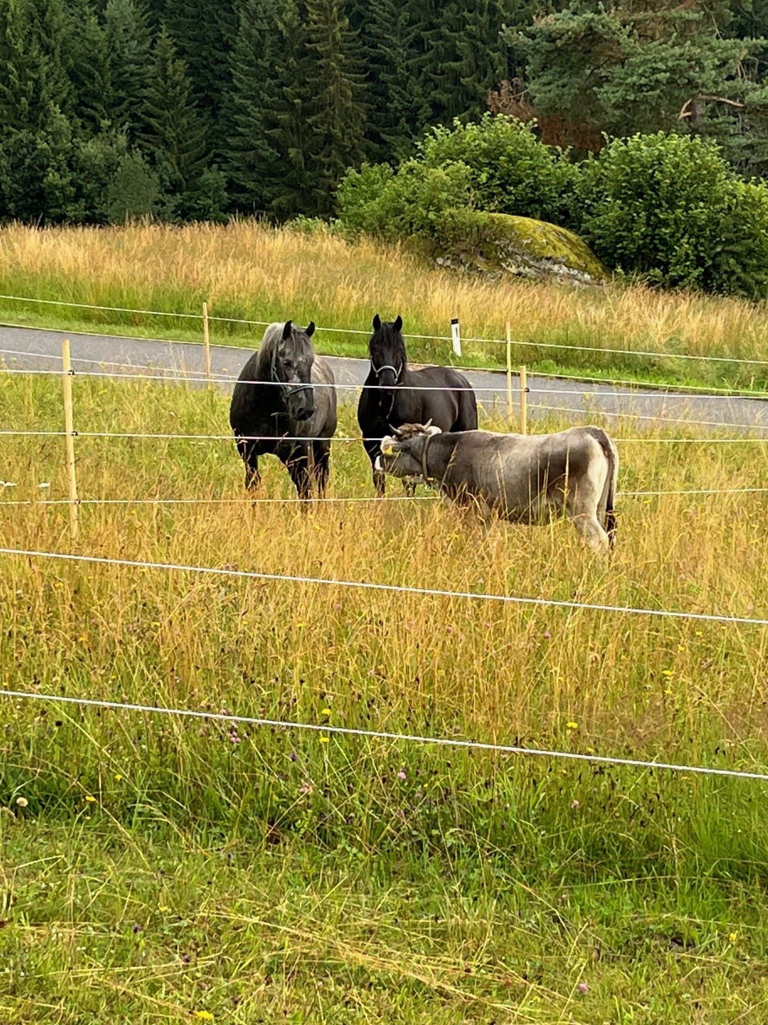 Zwei Pferde und eine Kuh stehen auf einer Weide mit hohem Gras, umgeben von einem Zaun. Im Hintergrund sind Bäume und ein Weg zu sehen.