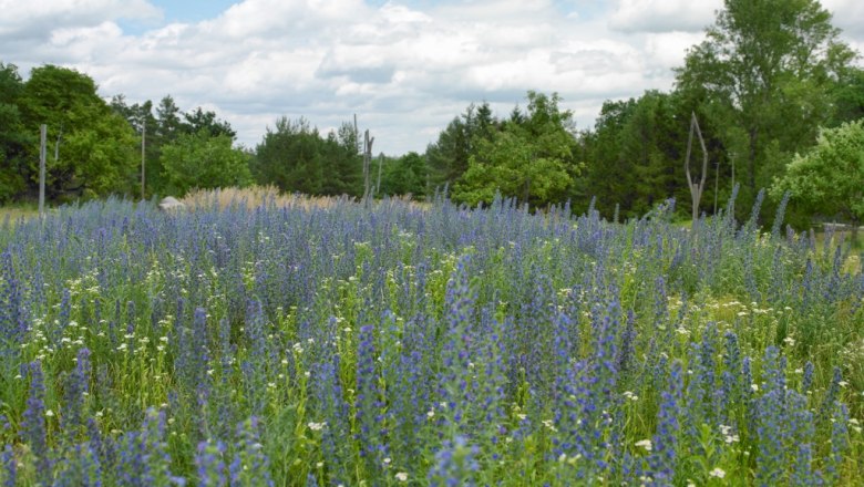 Blumenwiese mit lila und weißen Blüten, umgeben von Bäumen und bewölktem Himmel.