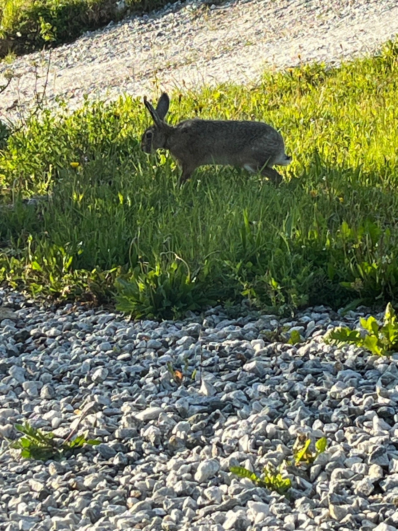 Ein Hase läuft über eine Wiese neben einem Kiesweg.