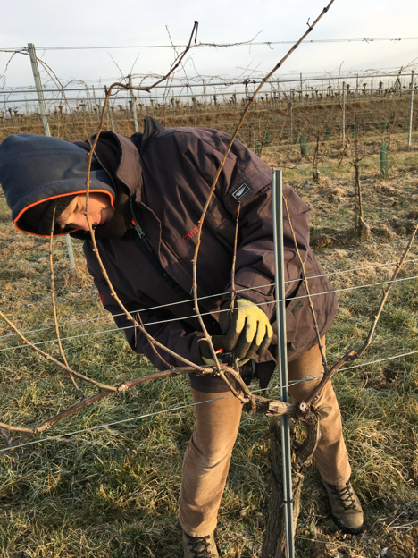 Person schneidet Reben in einem Weinberg.