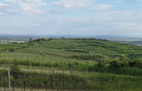 Weinberge auf dem Gaisberg mit weitem Blick über die Landschaft.