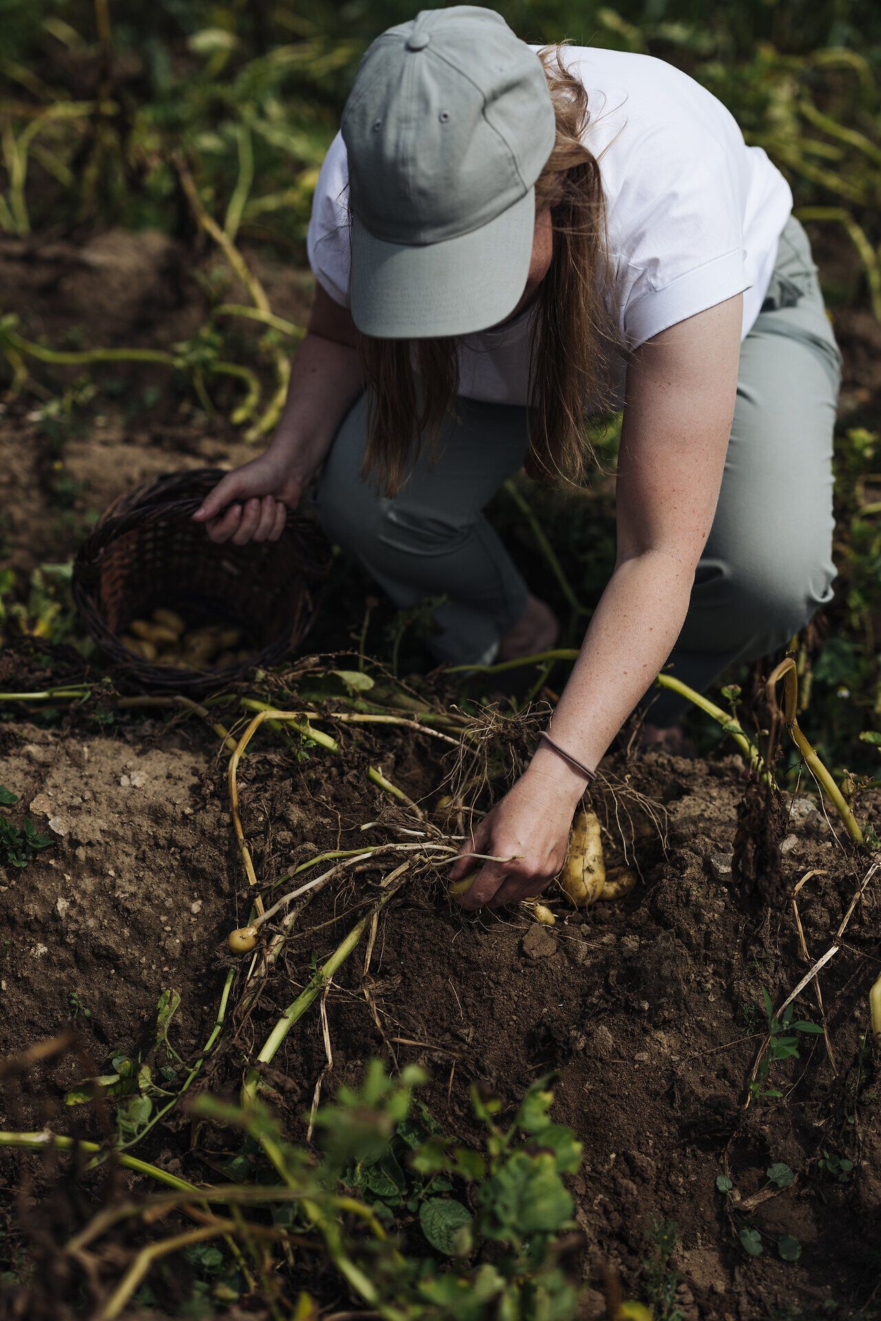 Inmitten der sanften Hügel wird die Ernte der köstlichen Erdäpfel mit Hingabe eingefahren. Die frische, erdige Luft und das sanfte Licht des Tages schaffen eine harmonische Atmosphäre, die die Freude an der Natur und der Landwirtschaft widerspiegelt.