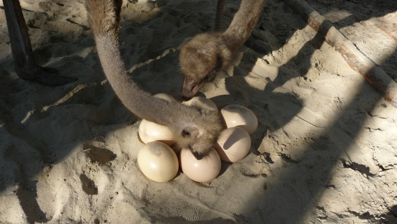 Zwei Strauße inspizieren eine Gruppe von Eiern im Sand.
