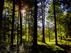 Waldlichtung, &copy; G&uuml;nter Witzmann