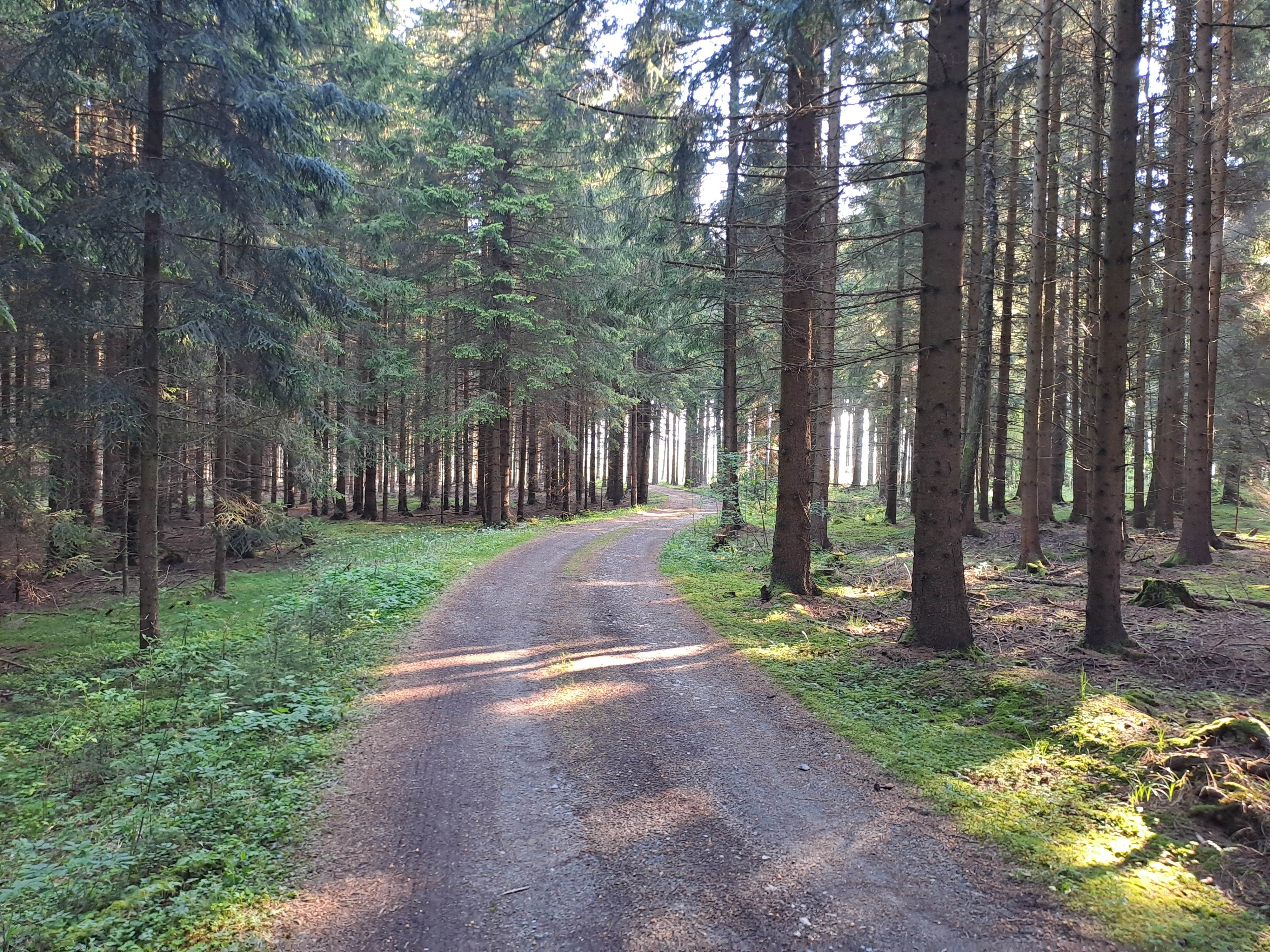 Forstweg im Wald