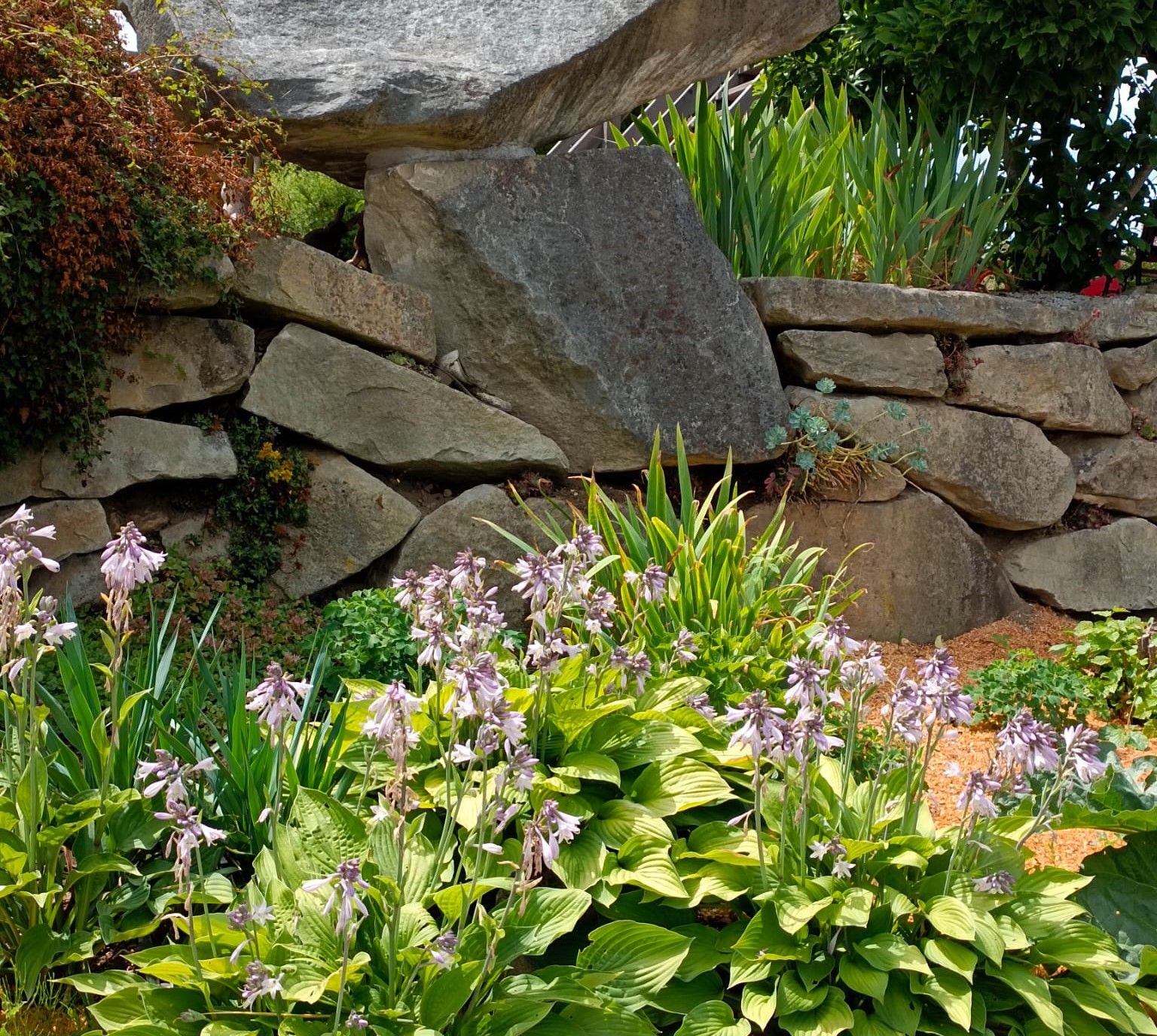 Steinmauer mit grünen Pflanzen und lila Blüten im Vordergrund.