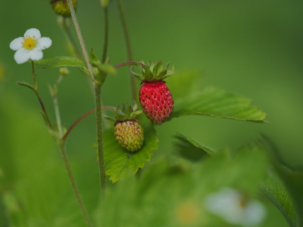 Walderdbeere