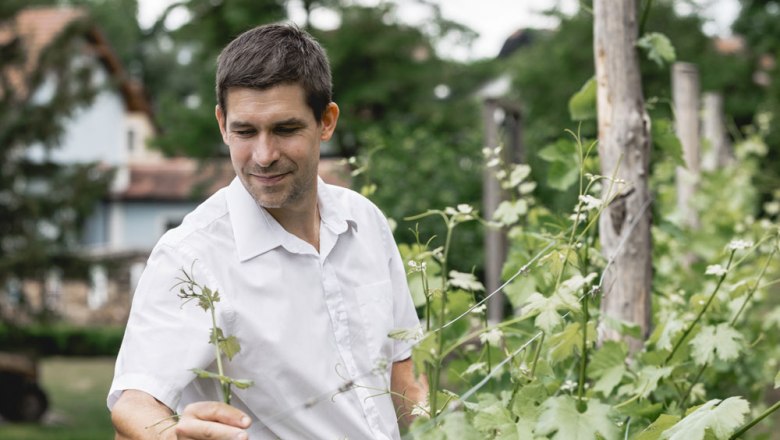Mann in weißem Hemd inspiziert Pflanzen in einem Garten.