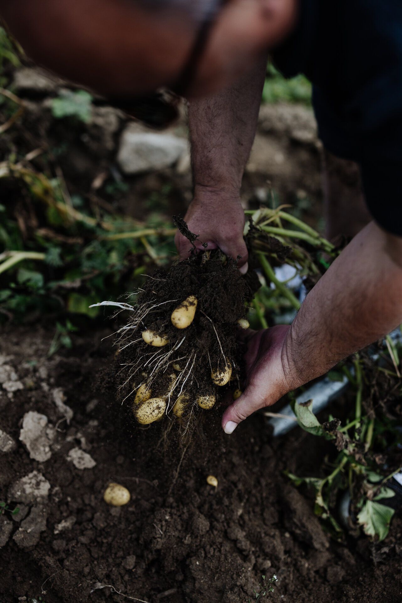 Die Erntezeit bringt frische Kartoffeln ans Licht, die aus der Erde gezogen werden. Die Hände eines Landwirtes sind voller Erde und reifer Knollen, ein Zeichen für die Mühe und Hingabe, die in die Landwirtschaft fließen. Diese Szene vermittelt das Gefühl von Verbundenheit zur Natur und der Freude an der Ernte.