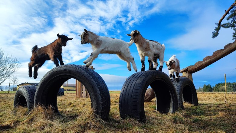 Zwergziegen, &copy; 4TatzenHof, Daniel Tatzer