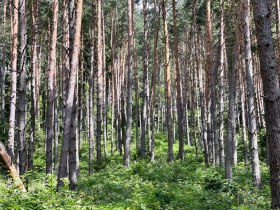 Jauerling-Runde 06: Raxendorf-M&uuml;hldorf, &copy; Wachau Inside