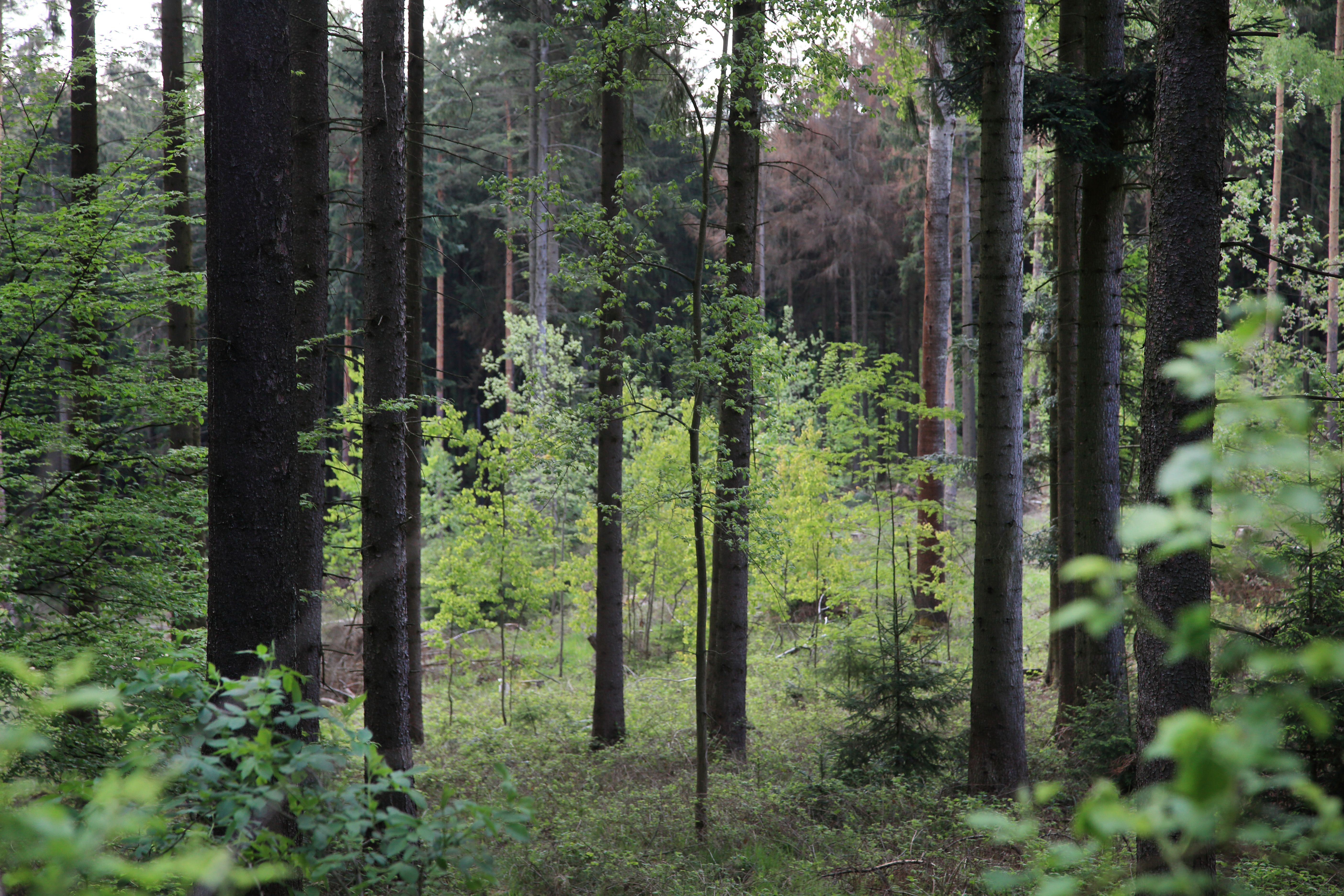 Ein dichter Wald mit hohen Bäumen und grünem Unterholz.