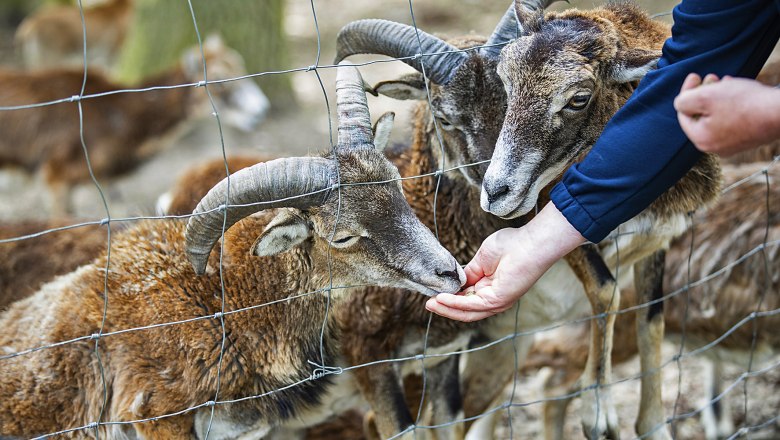 Zwei Mufflons werden durch einen Zaun hindurch gefüttert.