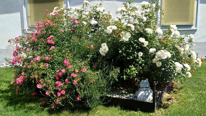 Eisenbett mit Rosen und Lavendel, © Martina Bachzelt