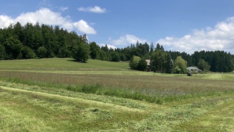 Grüne Wiese mit Wald im Hintergrund und blauem Himmel.
