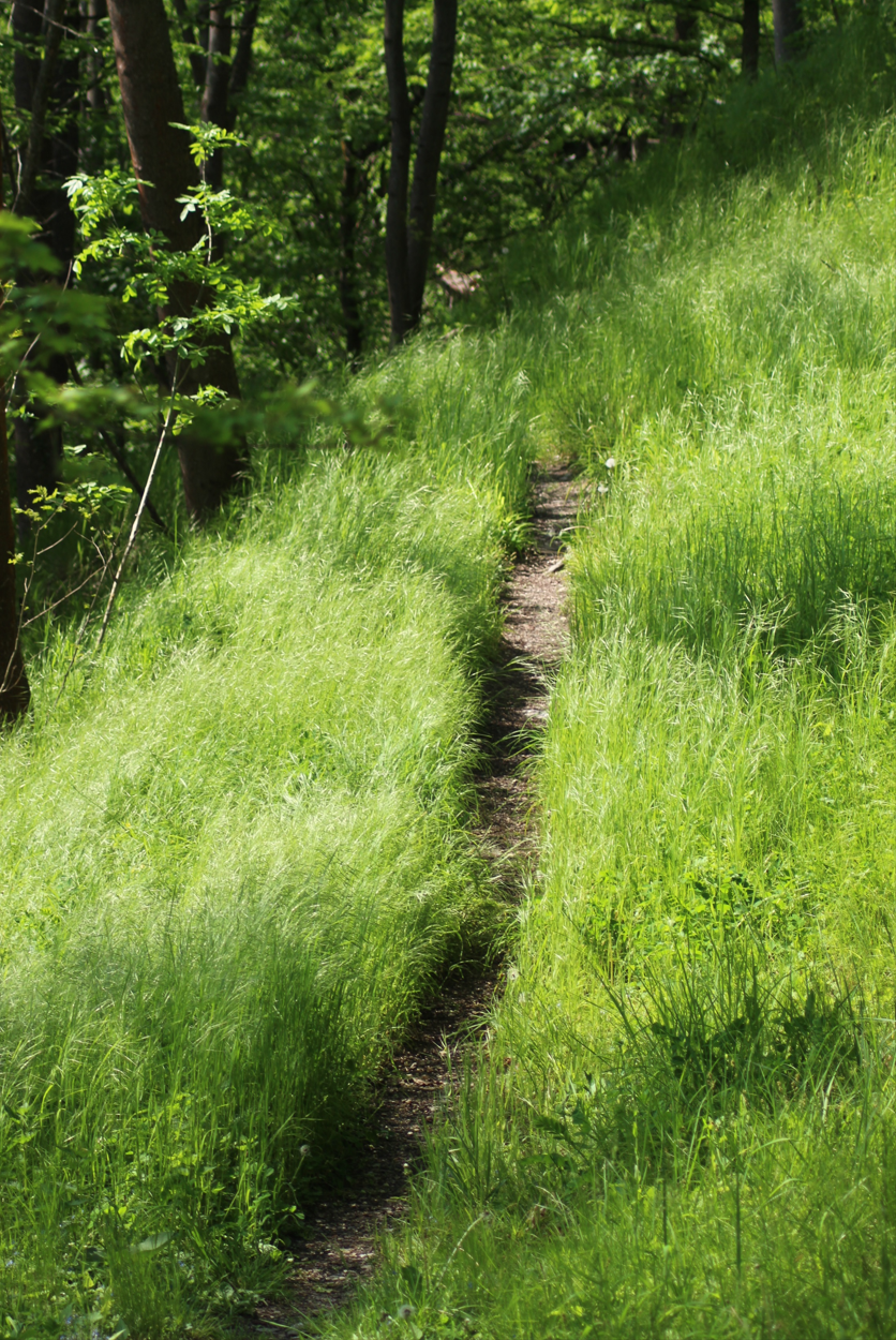 Ein schmaler Pfad führt durch hohes, grünes Gras in einem Waldgebiet.