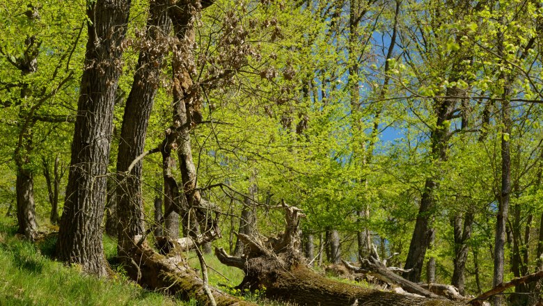 Stiftswald Altenburg, © Waldviertel Tourismus, Matthias Schickhofer