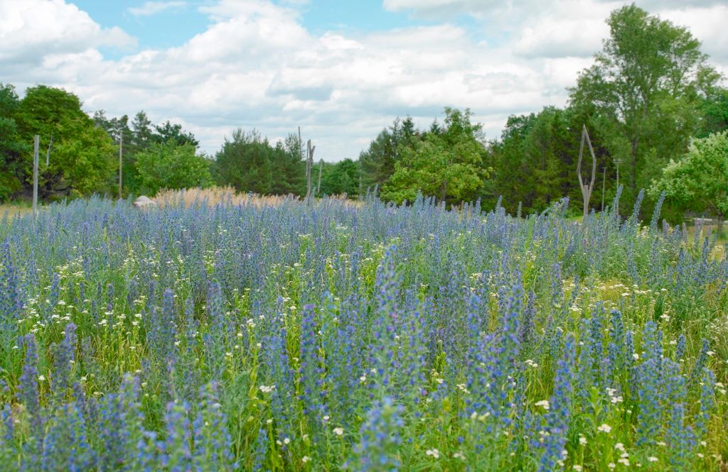 Blumenwiese mit lila und weißen Blüten, umgeben von Bäumen und bewölktem Himmel.