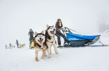 Dog Sledding Adventures, © Waldviertel Tourismus, ishootpeople.at