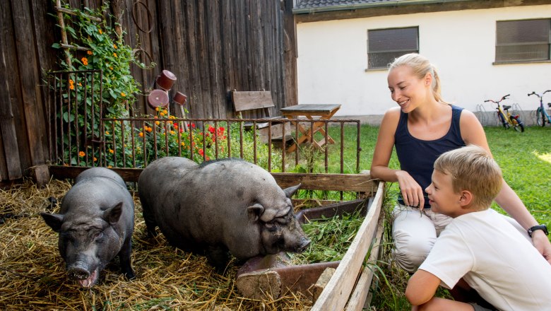 Mini pot-bellied pigs, organic farm Prannleithen, &copy; Waldviertel Tourismus, ishootpeople.at
