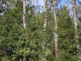 Aubergweg, &copy; Marktgemeinde Hoheneich