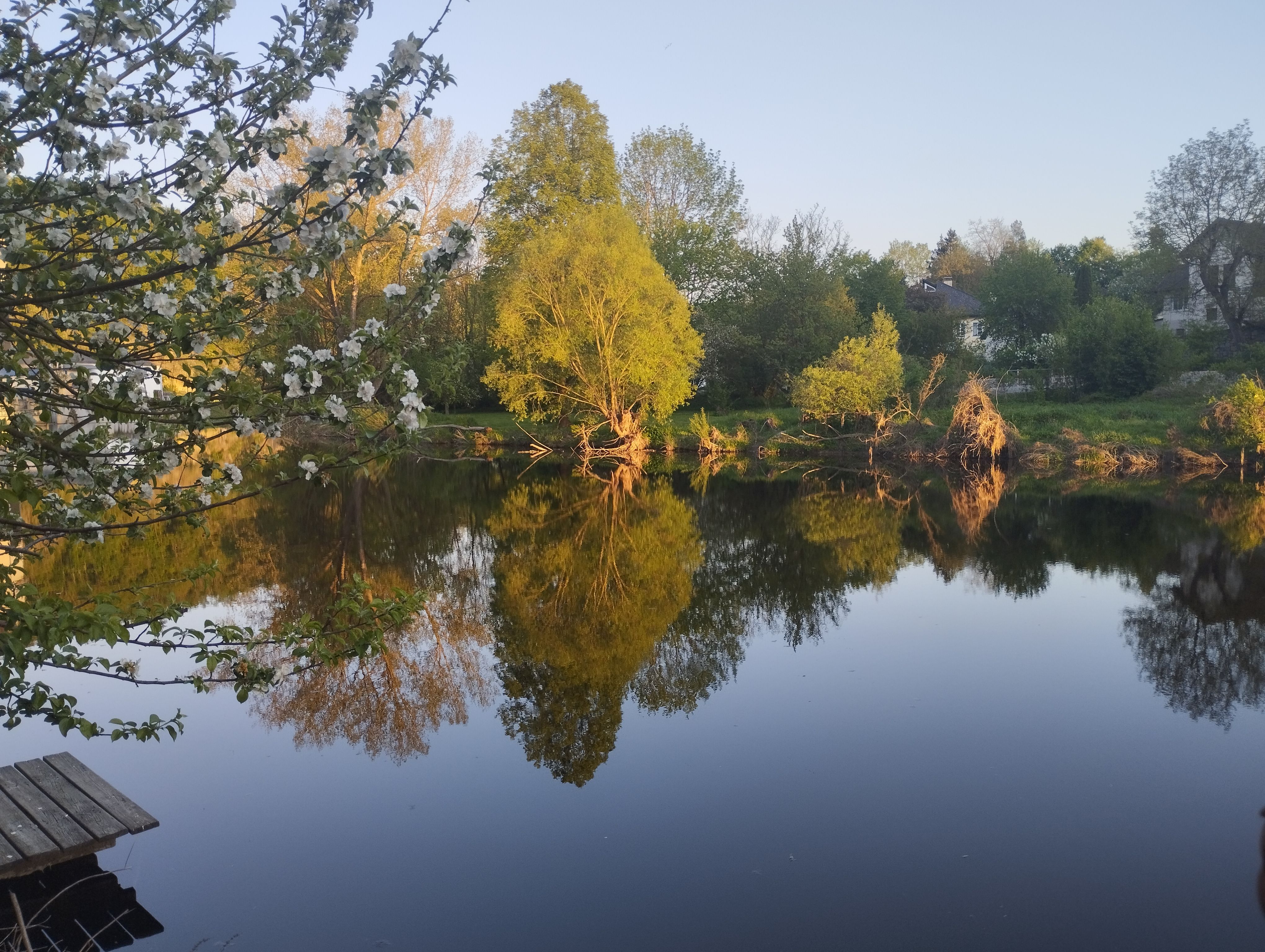 Ein ruhiger See mit Bäumen und deren Spiegelung im Wasser, umgeben von blühenden Zweigen.