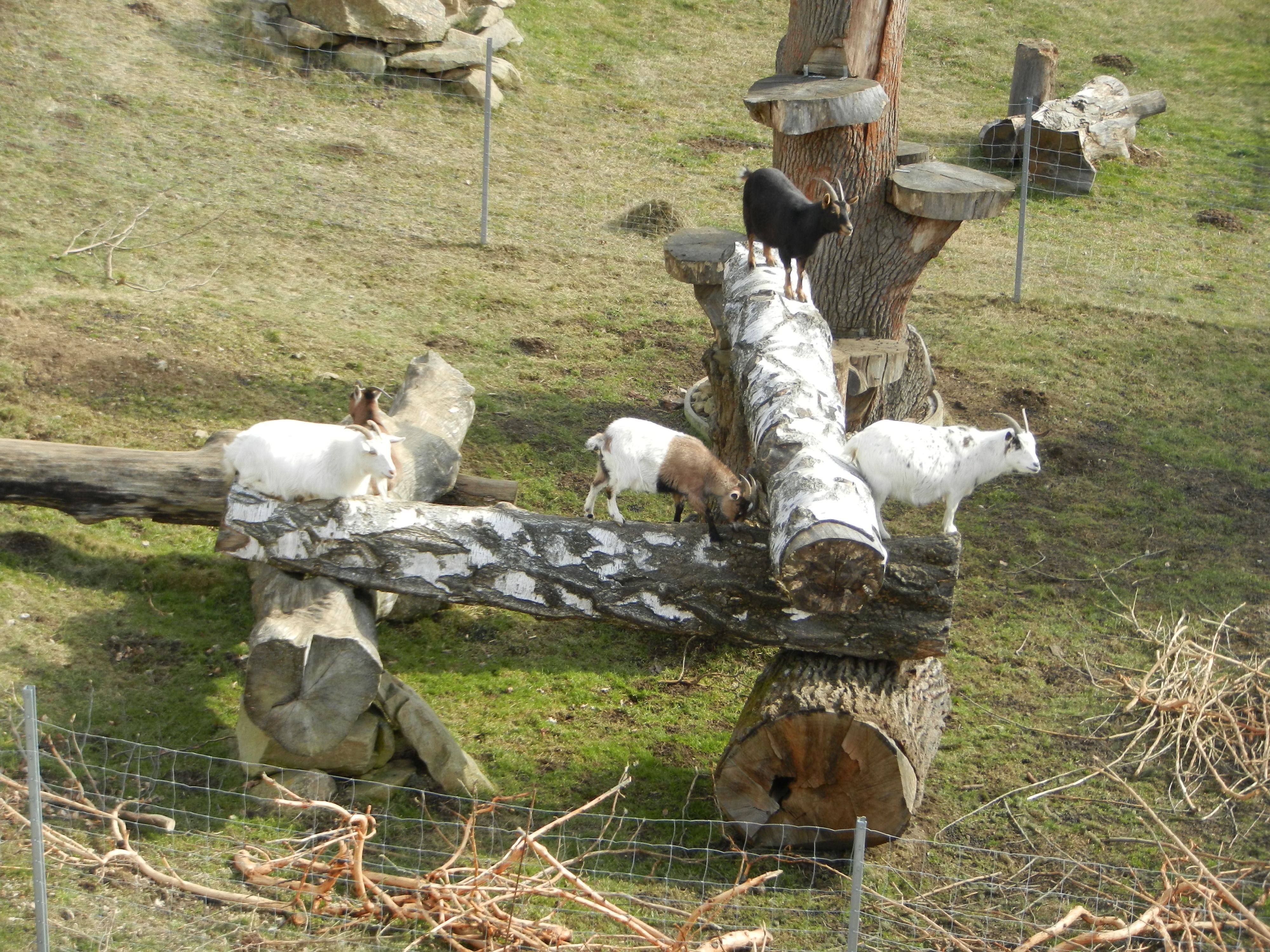 Mehrere Ziegen stehen auf und neben einem großen Holz-Klettergerüst in einem Gehege.