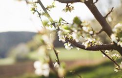Die zarten Blüten des Kriecherls erstrahlen im warmen Licht der Frühlingssonne und verleihen der Landschaft einen Hauch von Magie. Umgeben von sanften Hügeln und frischem Grün lädt diese Region dazu ein, die Schönheit der Natur in vollen Zügen zu genießen.