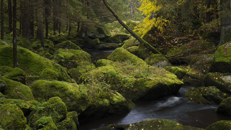 Ein kleiner Bach fließt durch einen moosbedeckten Wald mit großen Felsen.