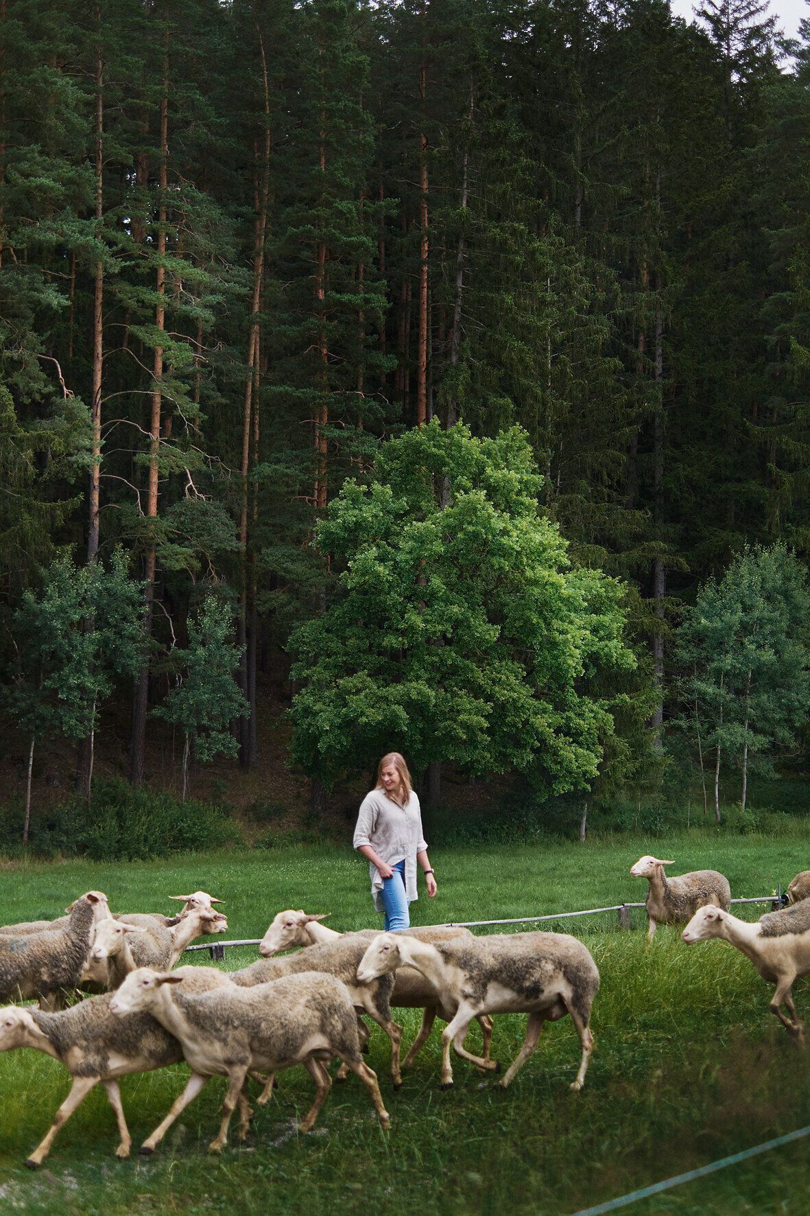 Inmitten der sanften Hügel grasen die Schafe friedlich auf saftigem Grün, während die Bäume im Hintergrund für Schatten sorgen. Die ruhige Atmosphäre und die idyllische Landschaft laden dazu ein, die Natur in vollen Zügen zu genießen.