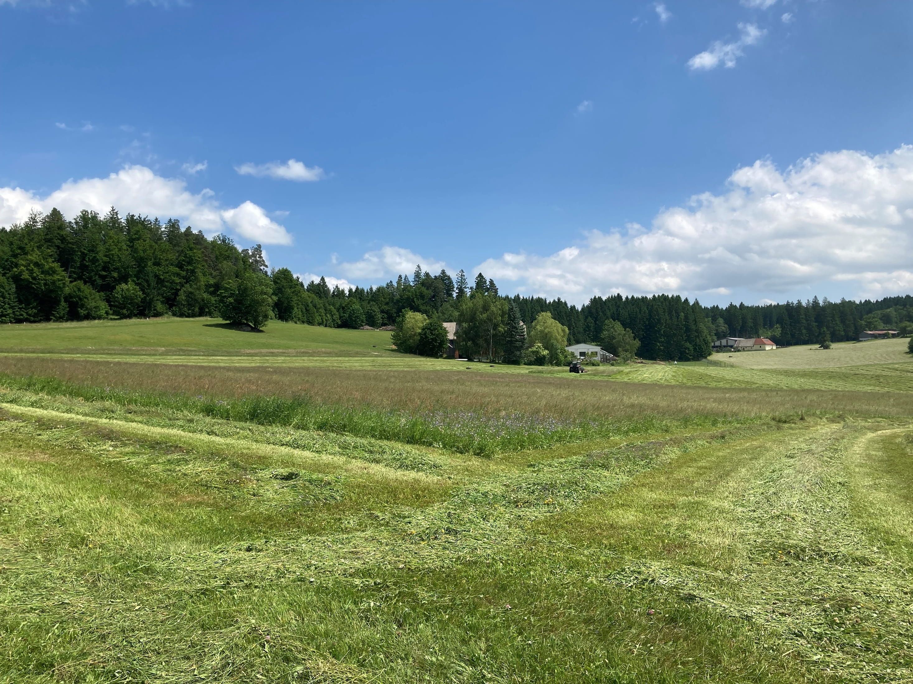 Weite grüne Wiesen mit einem Wald im Hintergrund und einem Bauernhof in der Ferne unter blauem Himmel.