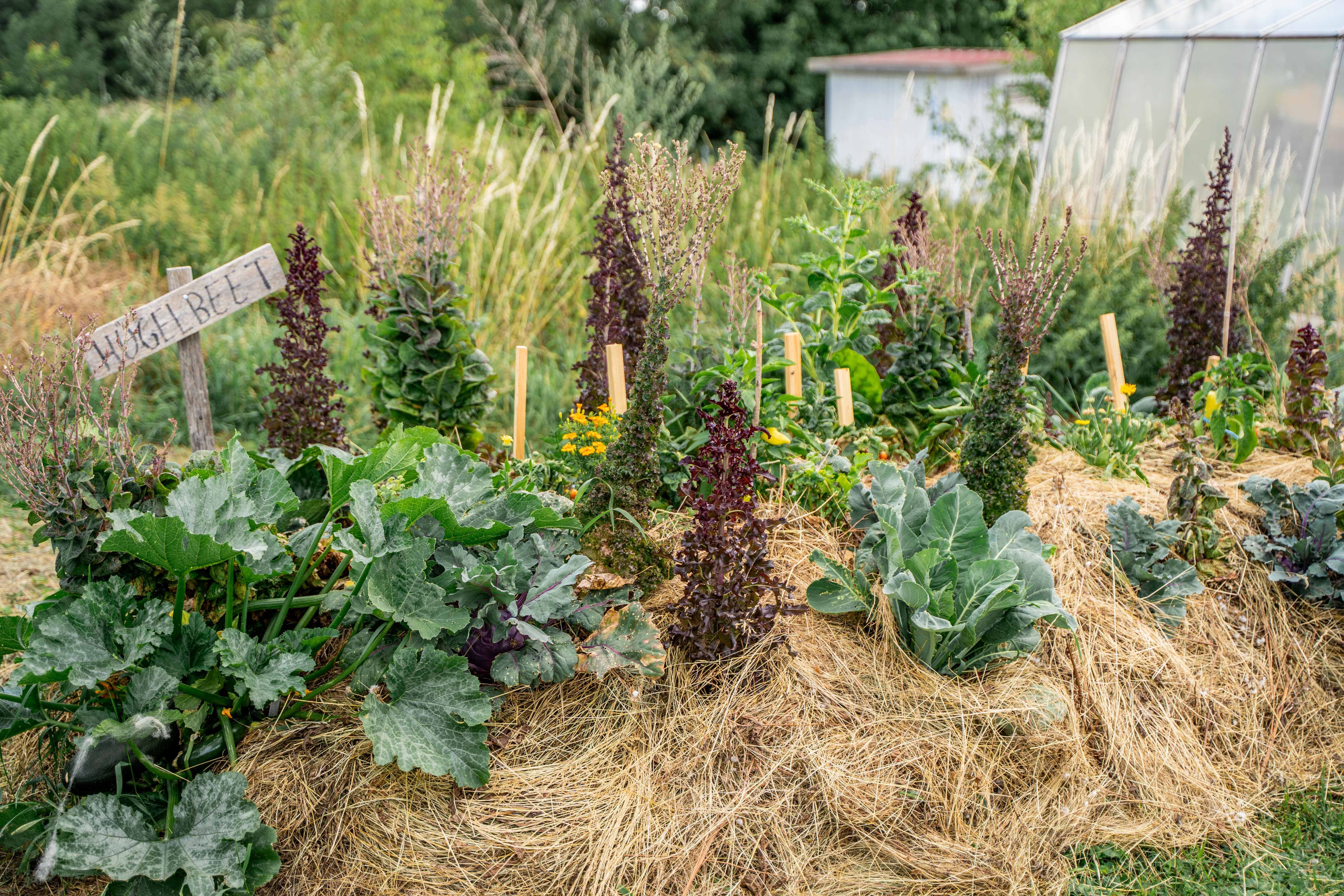 Ein Hügelbeet mit verschiedenen Gemüsepflanzen und einem Holzschild mit der Aufschrift 'Hügelbeet'.