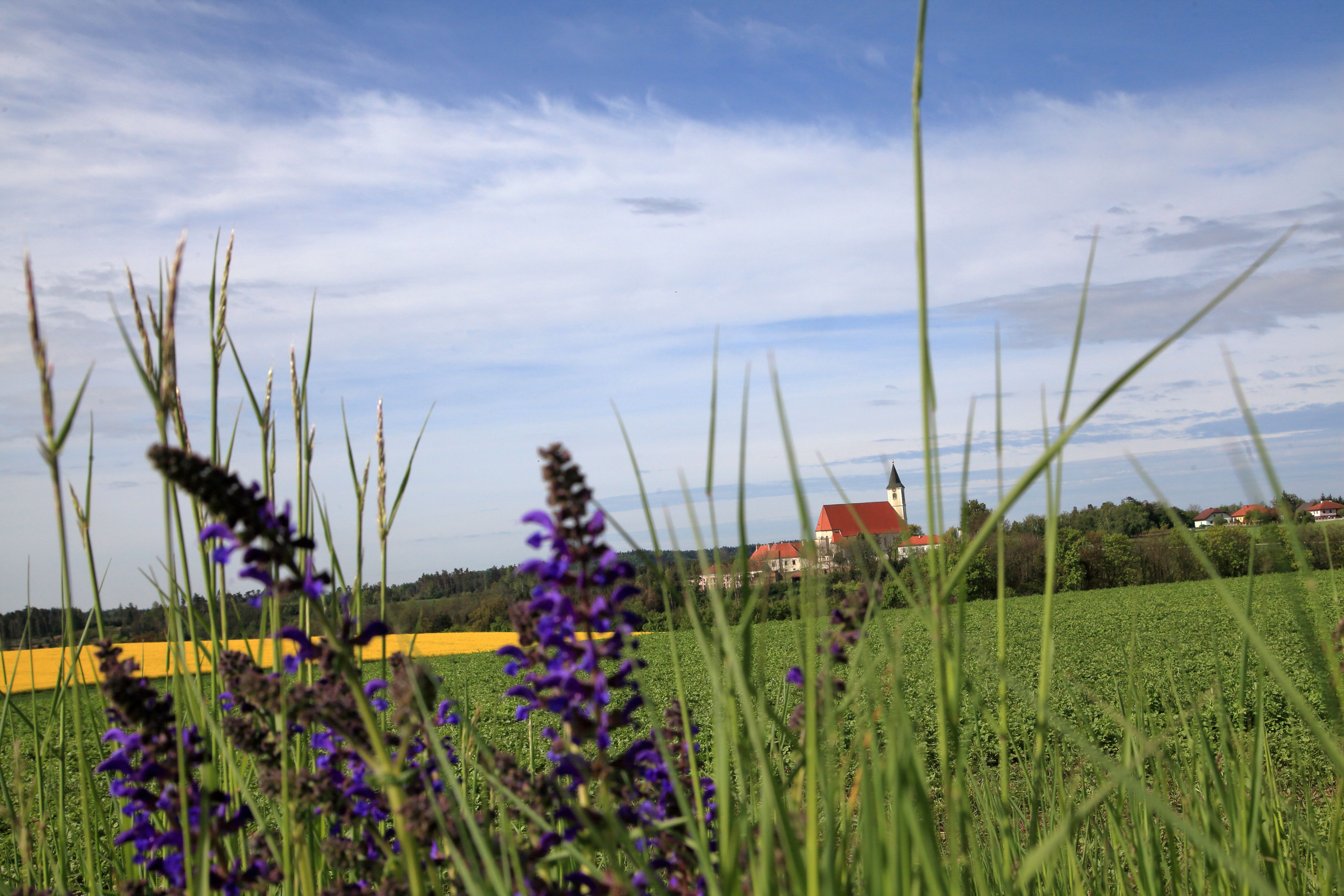 Blick durch Gräser und Blumen auf ein Kloster in der Ferne.