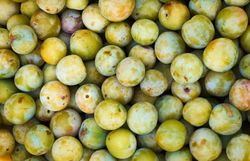 Saftige, grüne Früchte leuchten in der warmen Sonne und laden zum Genießen ein. Die sanften Hügel der Umgebung schaffen eine idyllische Kulisse, die den Sommer im Waldviertel perfekt widerspiegelt. Hier, inmitten der Natur, wird jeder Biss zu einem Erlebnis.