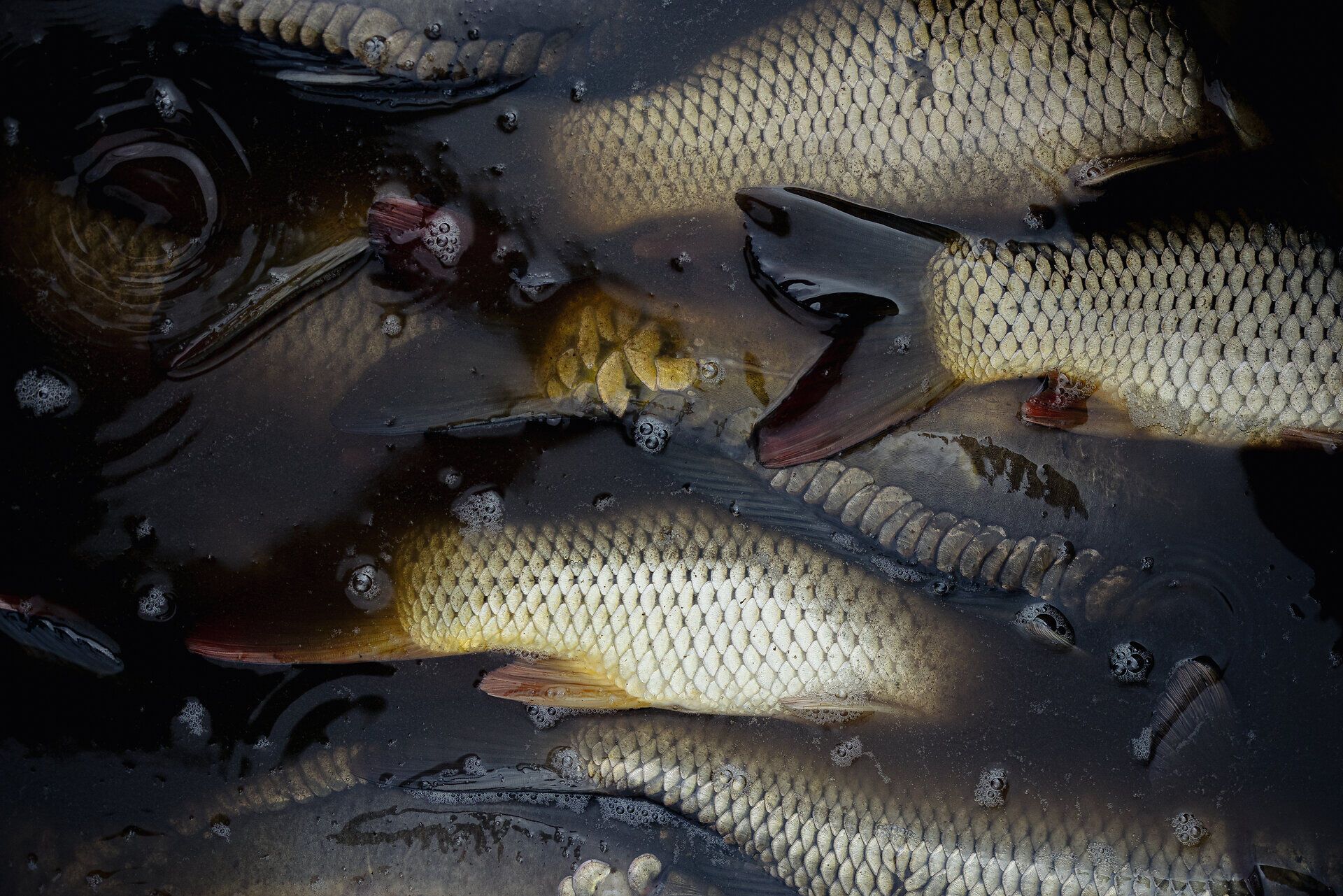 Die glitzernden Karpfen schwimmen in klarem Wasser und spiegeln die Schönheit der Natur wider. Hier, in der idyllischen Umgebung, wird das traditionelle Abfischen zu einem unvergesslichen Erlebnis für Feinschmecker und Naturliebhaber. Genießen Sie die frische Luft und die kulinarischen Köstlichkeiten, die diese Region zu bieten hat.
