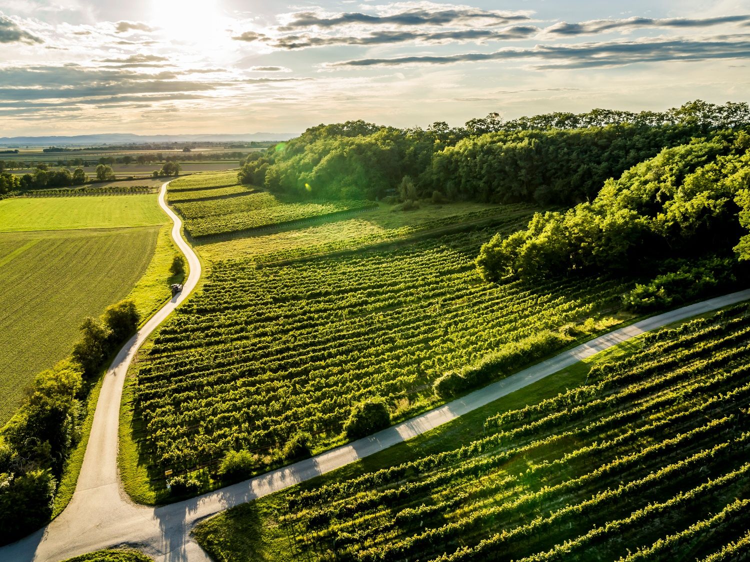 Weinrieden aus Luftansicht in Absdorf