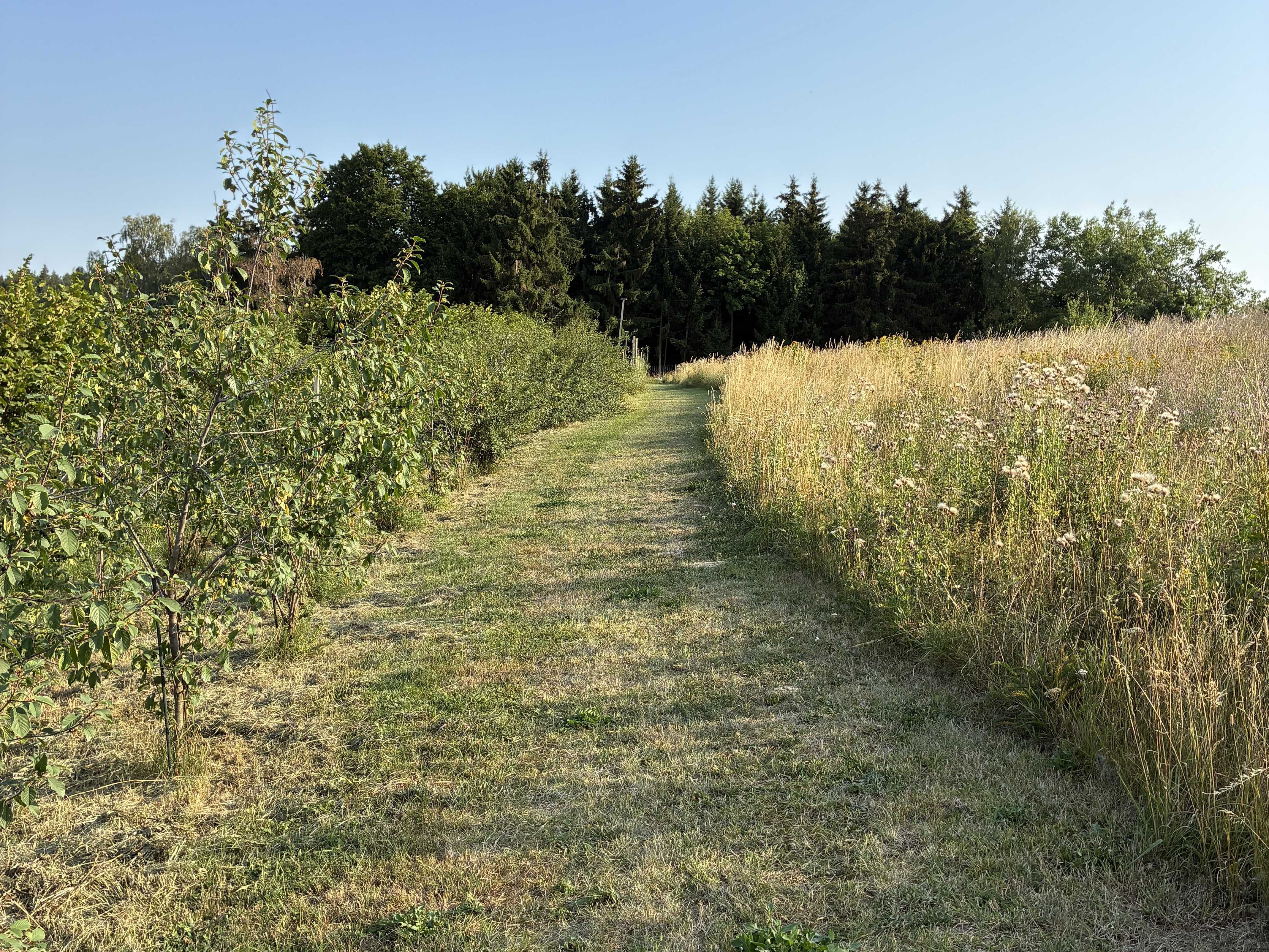 Ein schmaler, grasbewachsener Weg führt durch eine ländliche Landschaft mit Bäumen und hohen Gräsern unter einem klaren blauen Himmel.