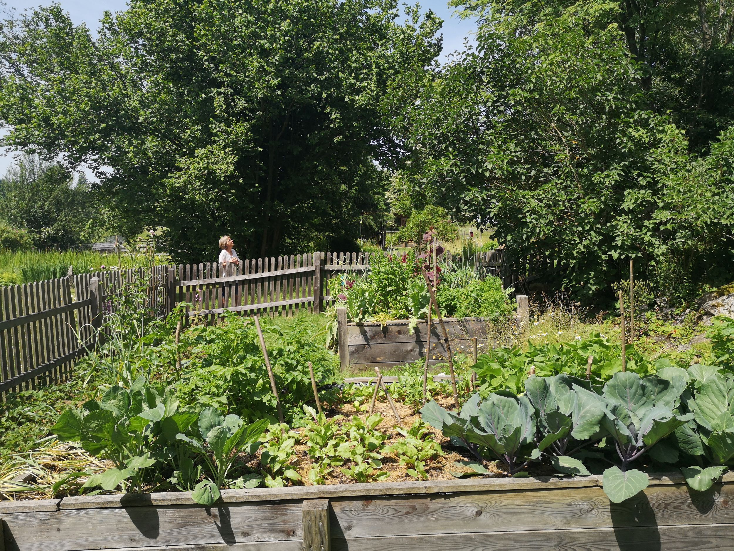 Ein Gemüsegarten mit Hochbeeten und einem Holzzaun, umgeben von Bäumen.