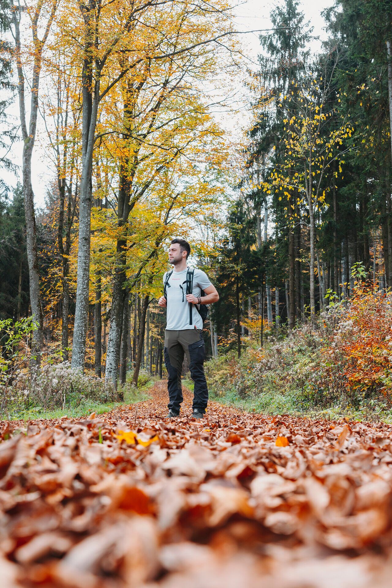 Herbst, südliches Waldviertel