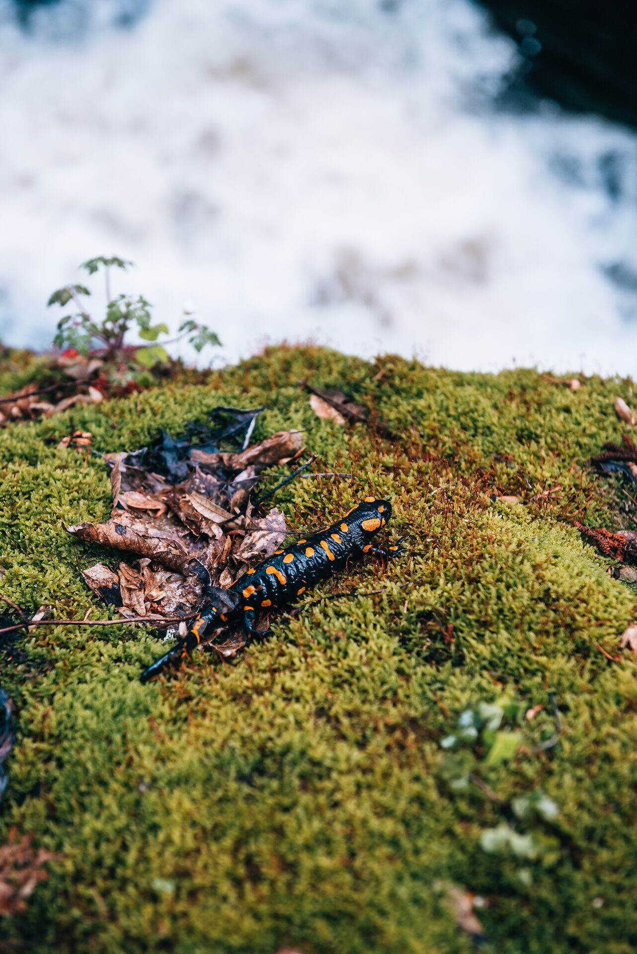 In der Ysperklamm entfaltet sich die Natur in voller Pracht. Bunte Salamander kriechen über das moosbedeckte Terrain, während das Rauschen des Wassers im Hintergrund eine beruhigende Melodie spielt. Hier wird jeder Schritt zum Erlebnis inmitten einer unberührten Landschaft.