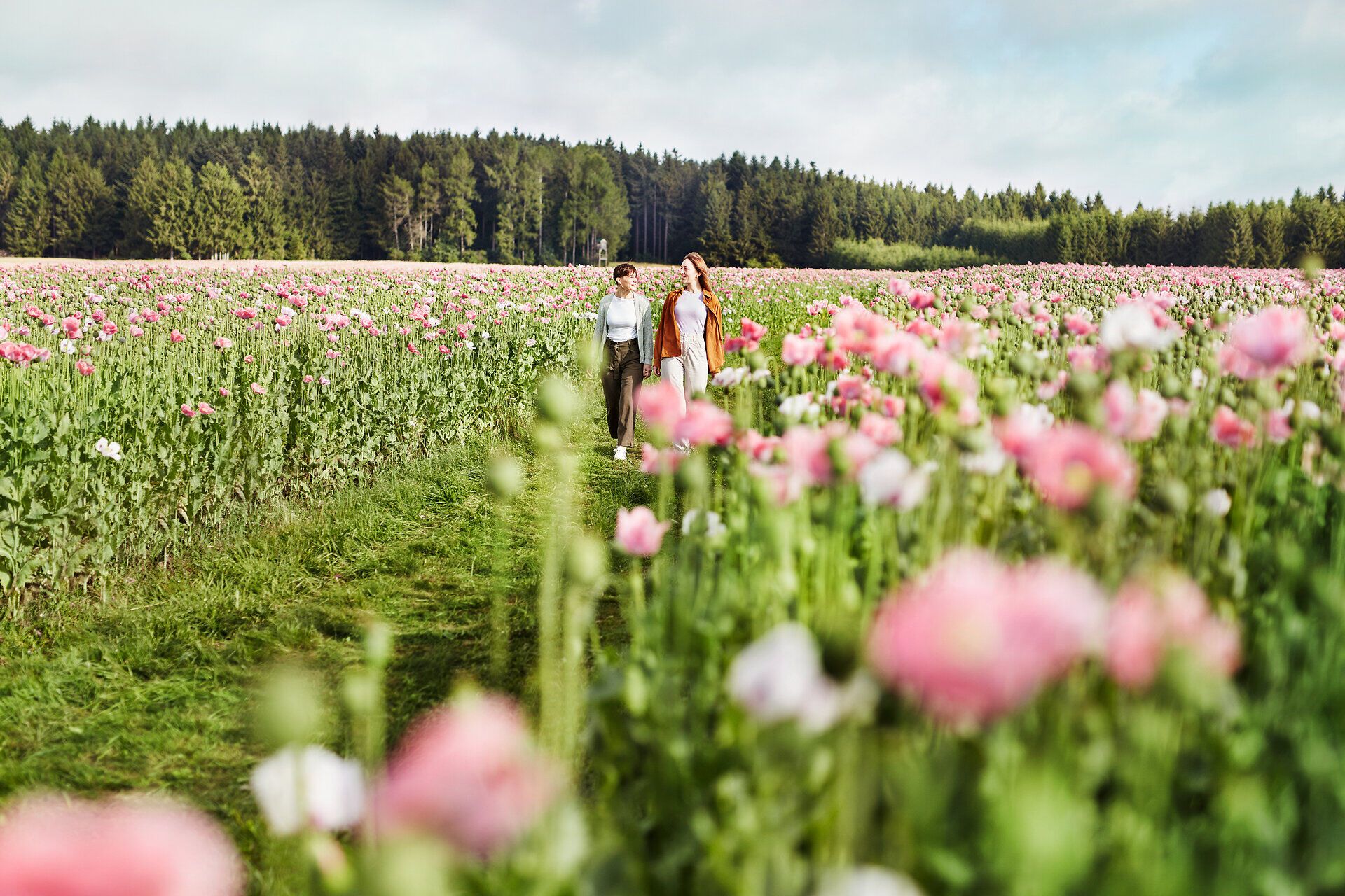 Inmitten eines blühenden Mohnfeldes schlendern zwei Freunde entspannt durch die sanften Hügel. Die leuchtenden roten Blüten tanzen im Wind und schaffen eine malerische Kulisse, die zum Verweilen einlädt. Hier, wo die Natur in voller Pracht erblüht, wird der Sommer zu einem unvergesslichen Erlebnis.