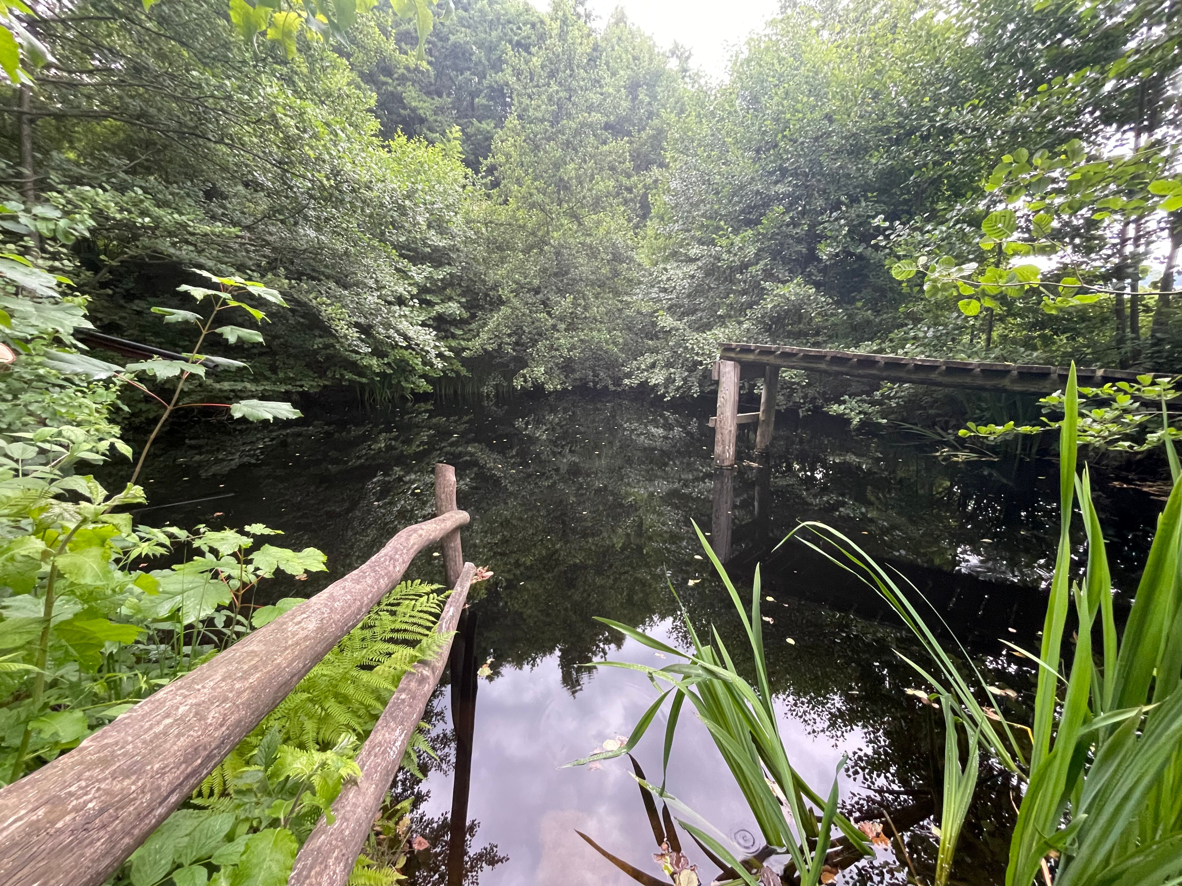 Privater Naturschwimmteich