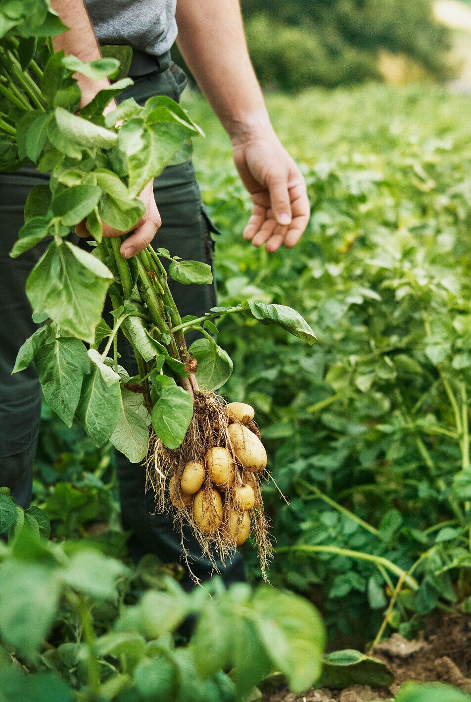 Inmitten der saftig grünen Felder werden frisch geerntete Erdäpfel mit großer Sorgfalt in den Händen gehalten. Die goldenen Knollen strahlen in der warmen Sonne und versprechen köstliche Genüsse aus der Region. Ein Erlebnis, das die Verbundenheit zur Natur und zur heimischen Landwirtschaft spürbar macht.