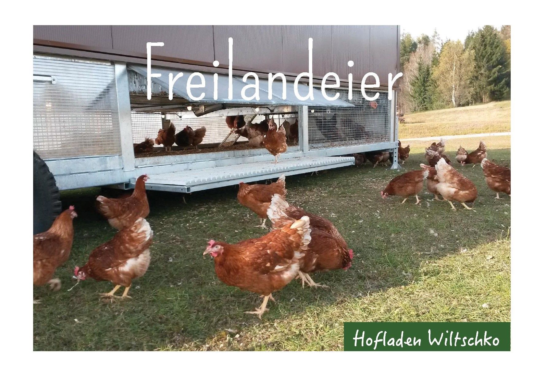 Freilandeier